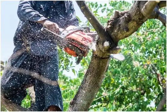 tree services Coaldale